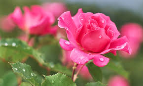 El Rostro de sus Emociones